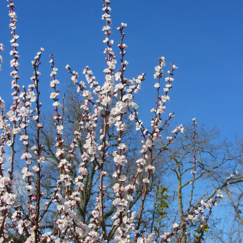 Apricot Tree