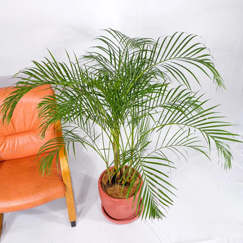 Areca Palm