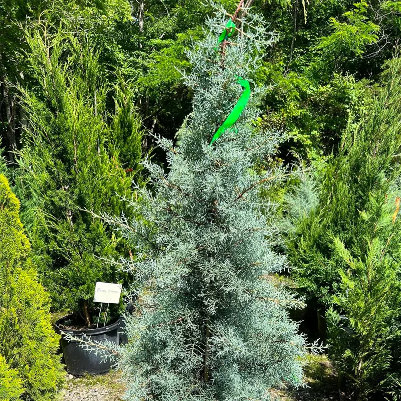 Arizona Cypress