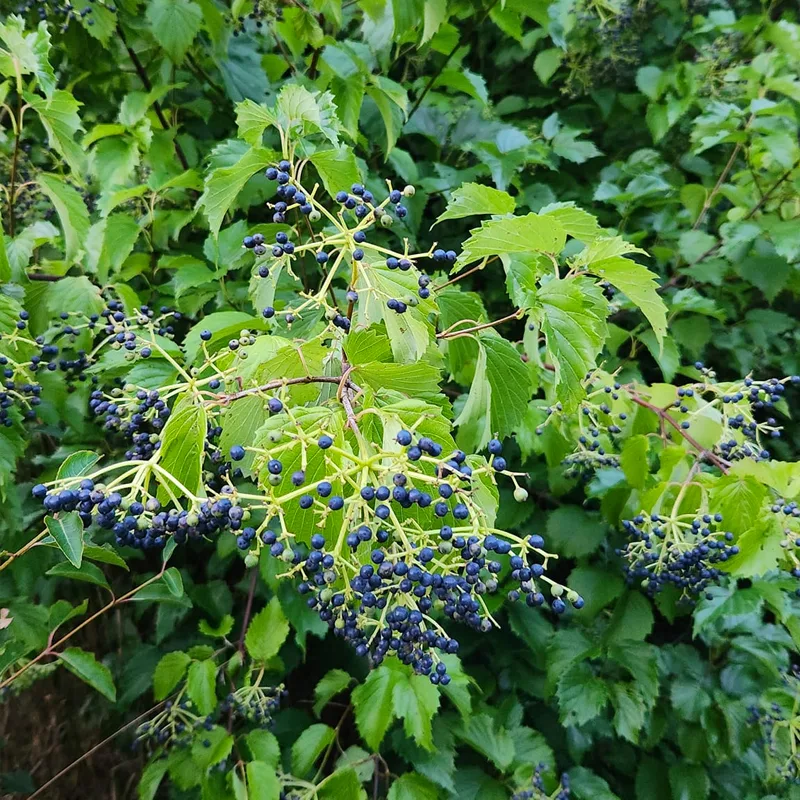 Arrowwood Viburnum