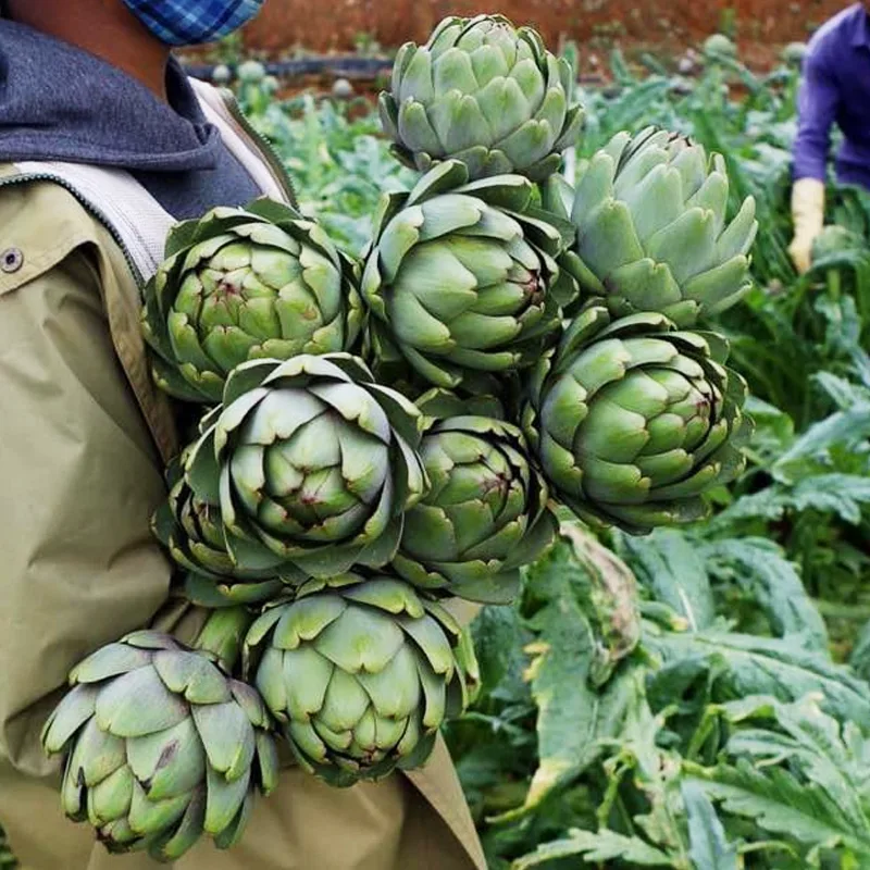 Artichoke