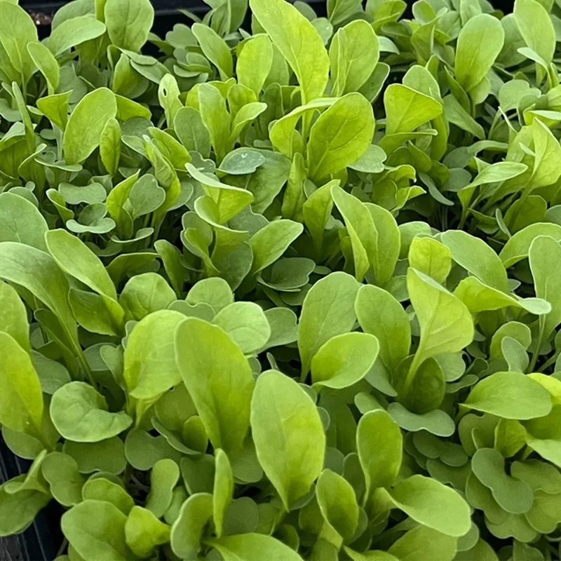 Arugula