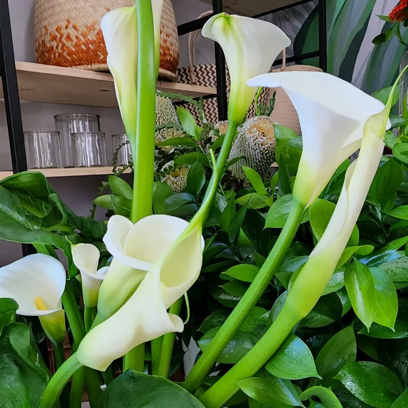 Arum Lily