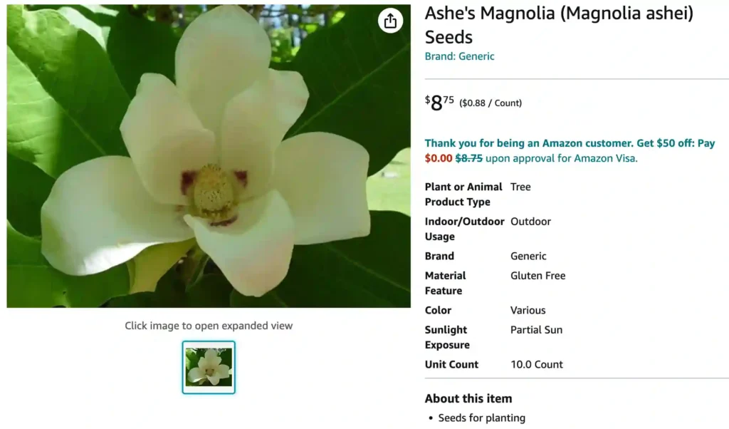 Ashe Magnolia | Monsteraholic