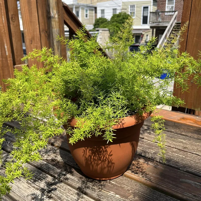 Asparagus Fern