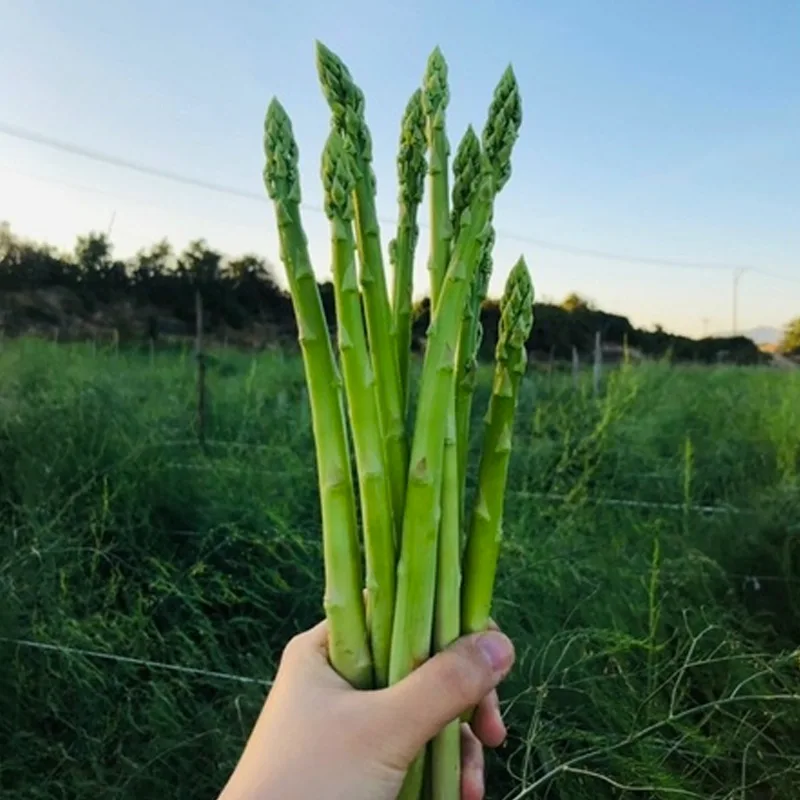 Asparagus