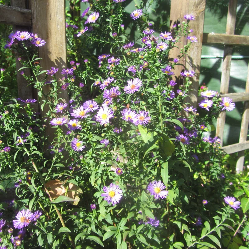 Asters