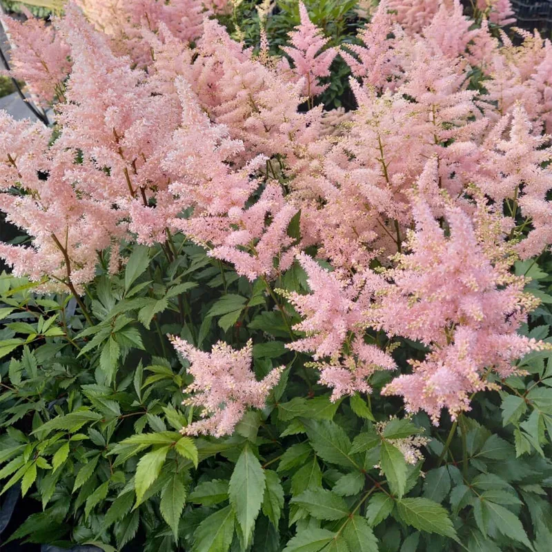 Astilbe