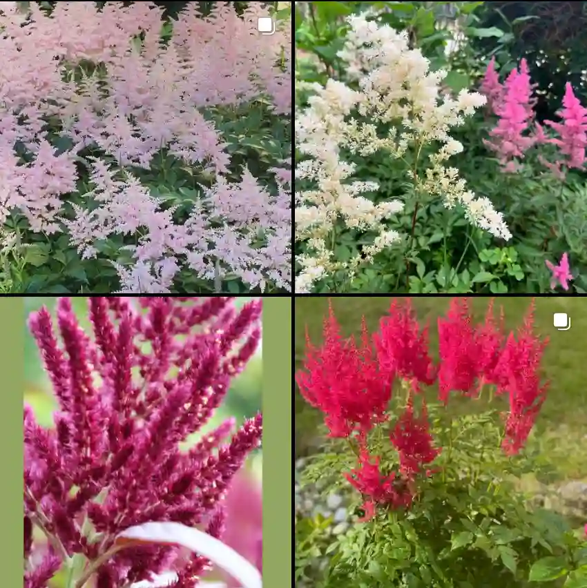 Astilbe