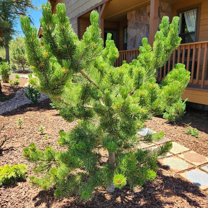 Austrian Pine