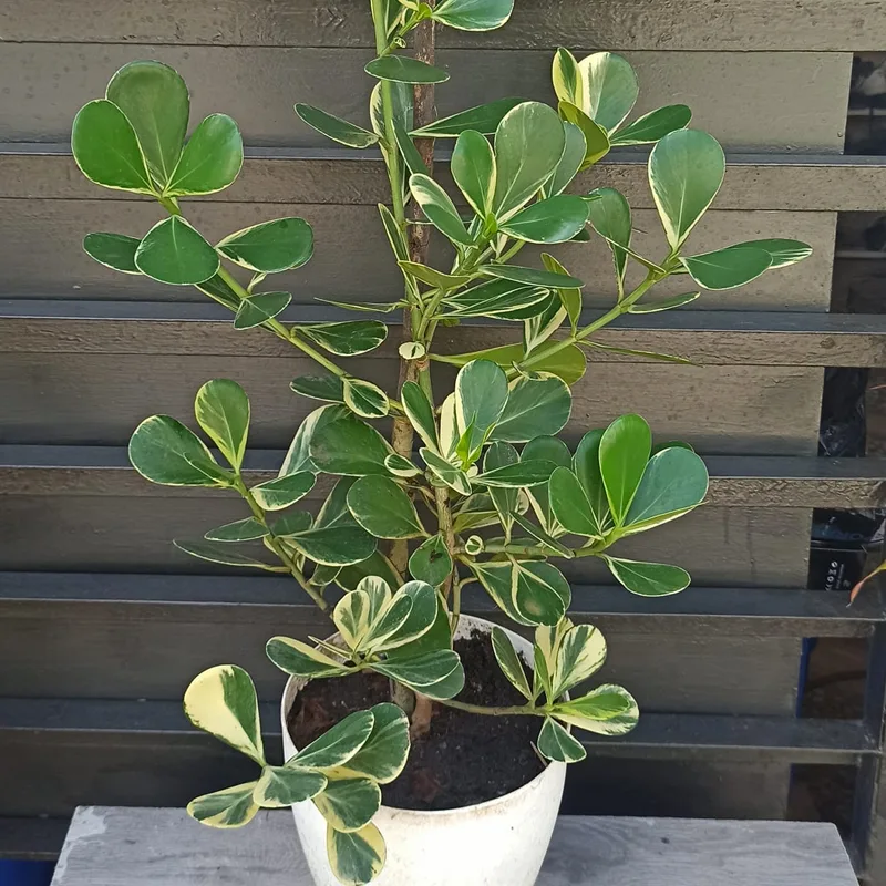 Autograph Tree