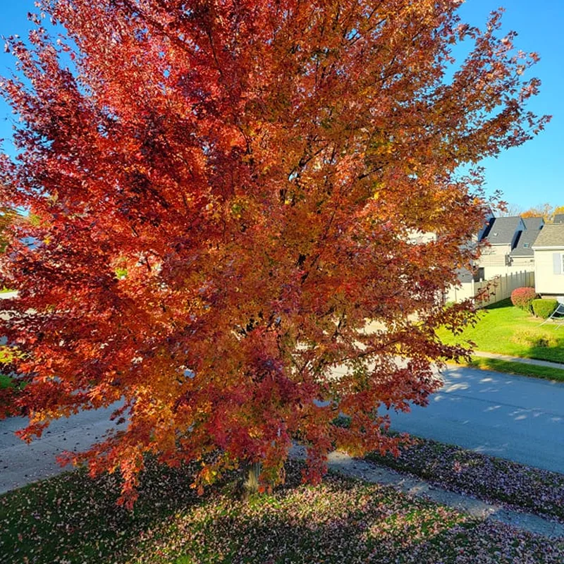 Autumn Blaze Maple