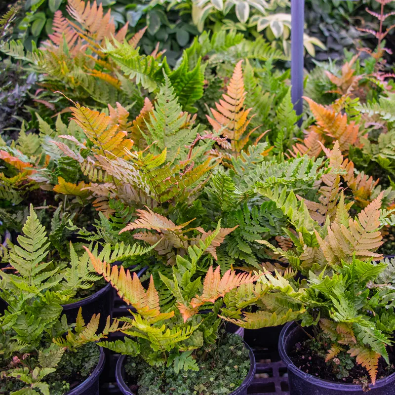 Autumn Fern