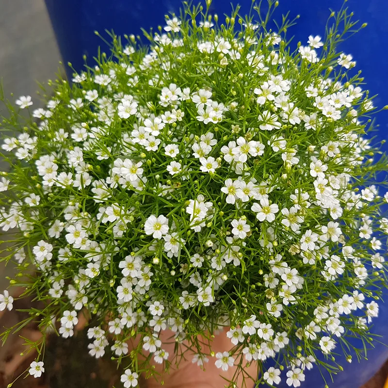 Baby's Breath