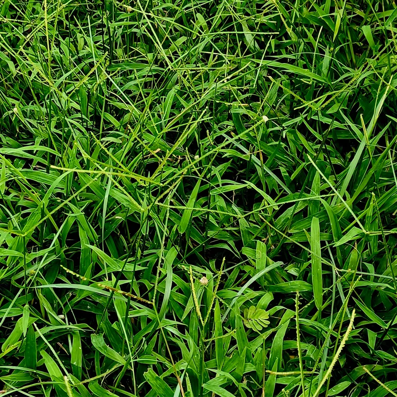 Bahia Grass