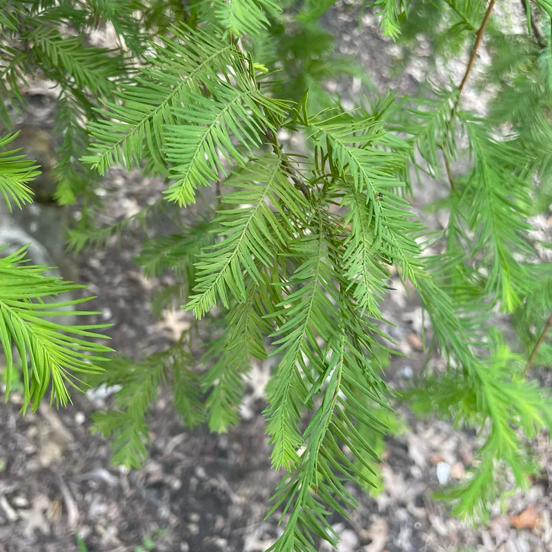 Bald Cypress