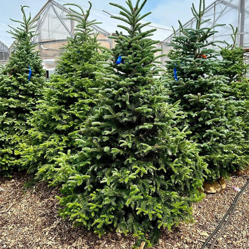 Balsam Fir