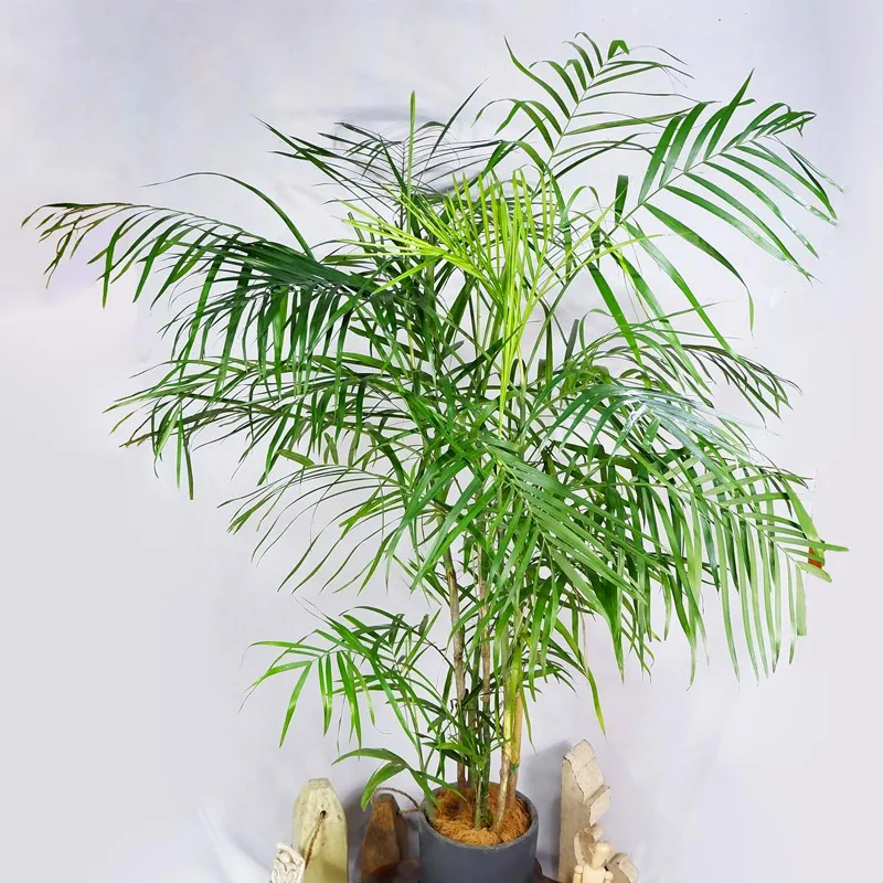 Bamboo Palm