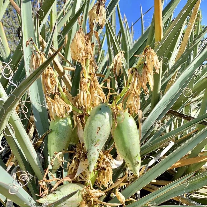 Banana Yucca