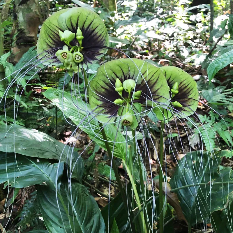 Bat Flower