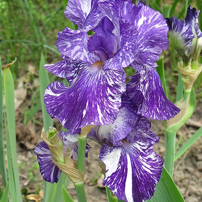 plant-faqs-bearded-iris-german-iris