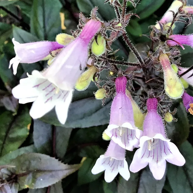 Beardtongue