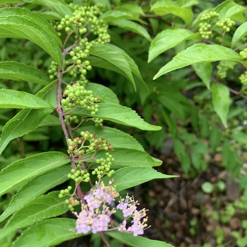 Beautyberry