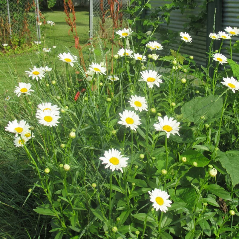 Becky Shasta Daisy