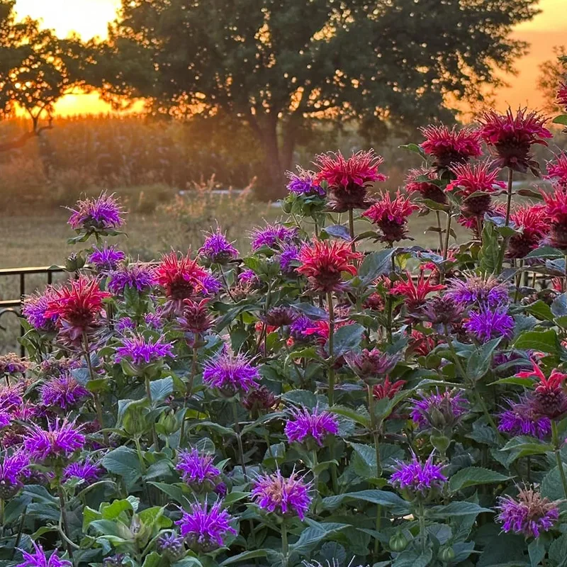 Bee Balm