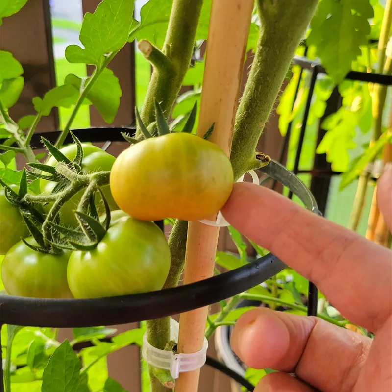 Beefsteak Tomato