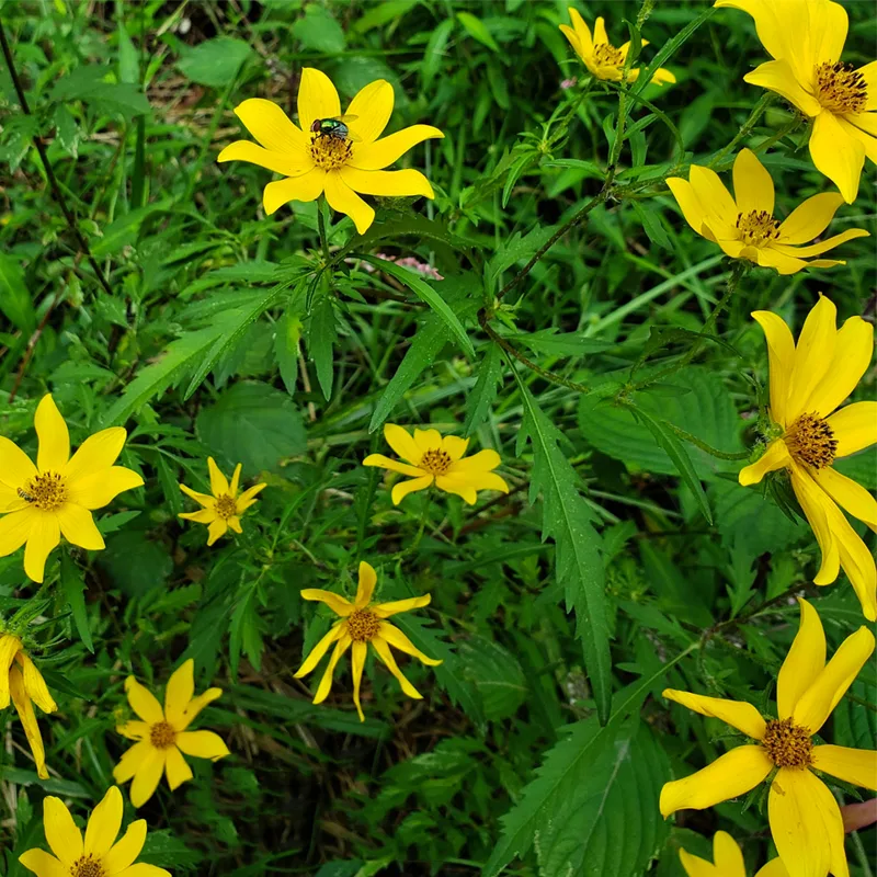 Bidens