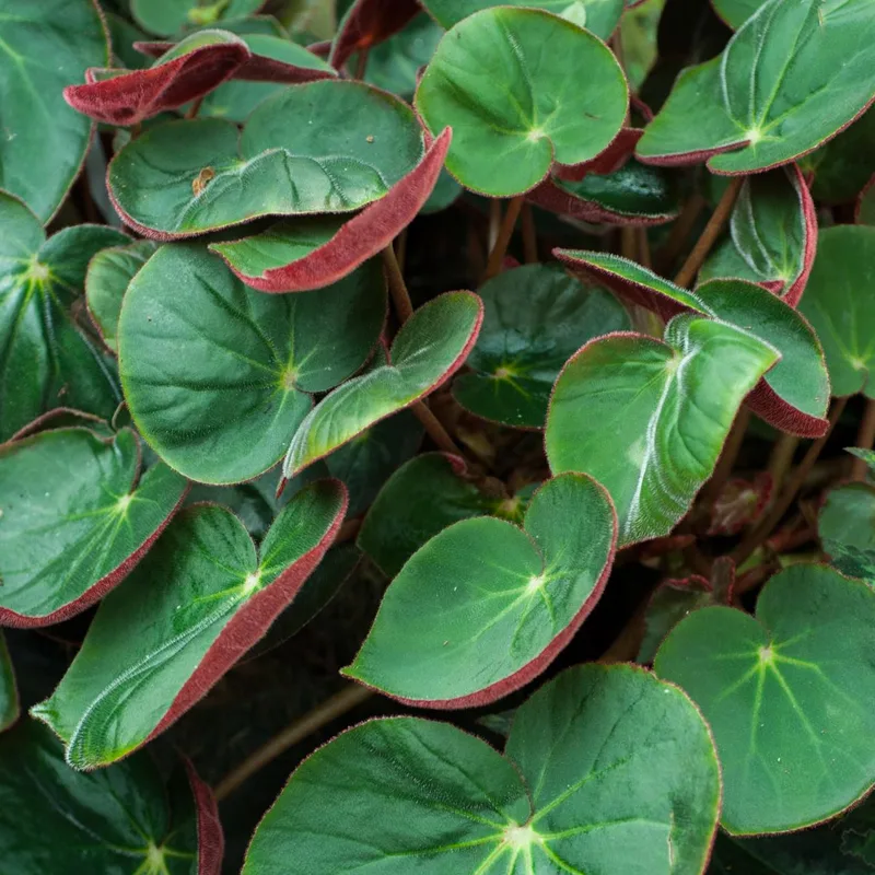 Plant FAQs: Begonia Acetosa