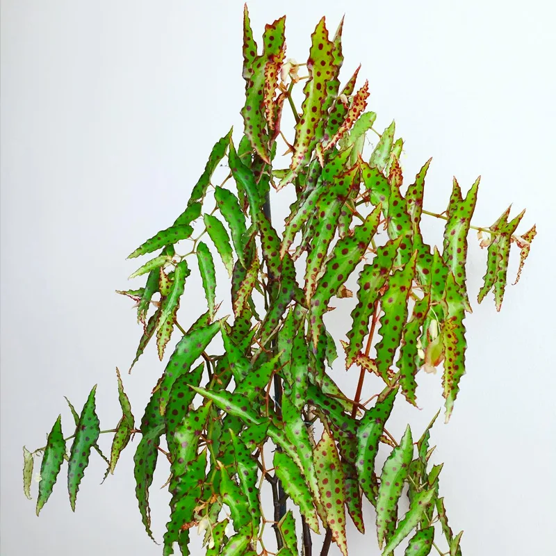 Begonia Amphioxus 7 monsteraholic jpg | Monsteraholic