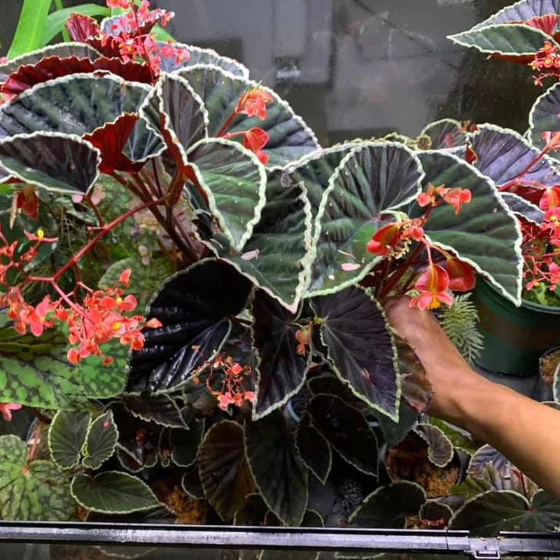 Plant FAQs: Begonia Darthvaderiana