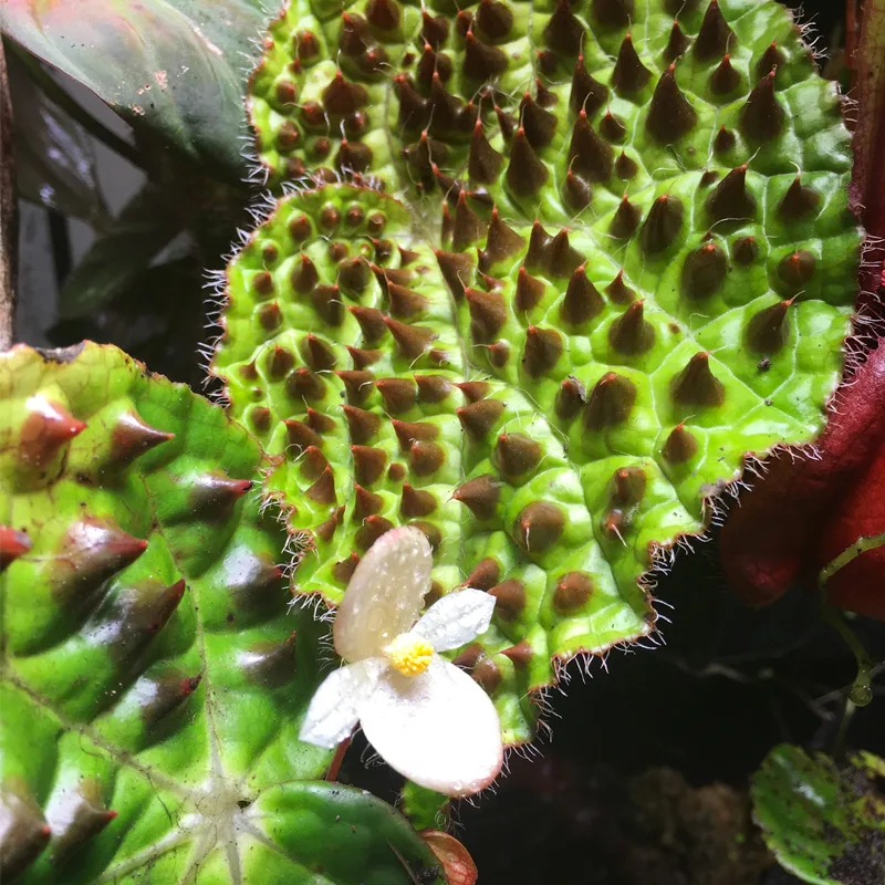 Begonia Ferox 2 monsteraholic jpg | Monsteraholic