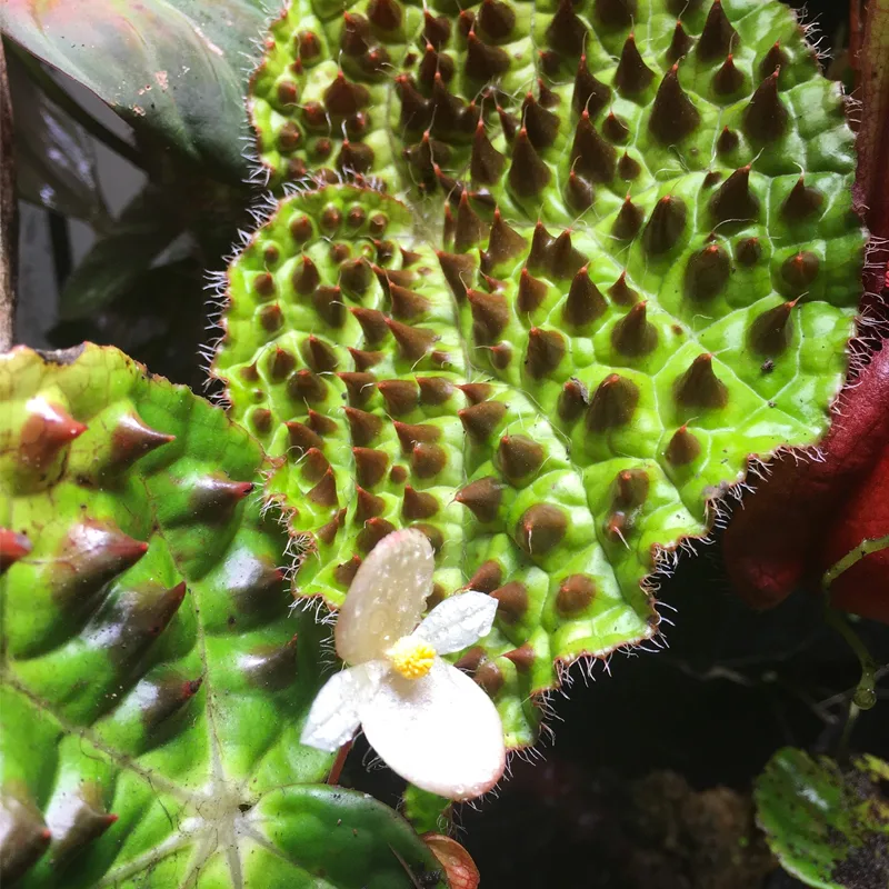 Plant FAQs: Begonia Ferox