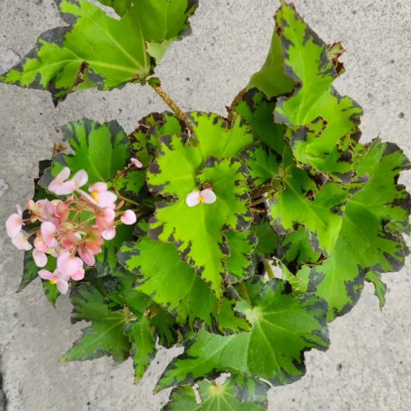 Plant FAQs: Begonia Jive