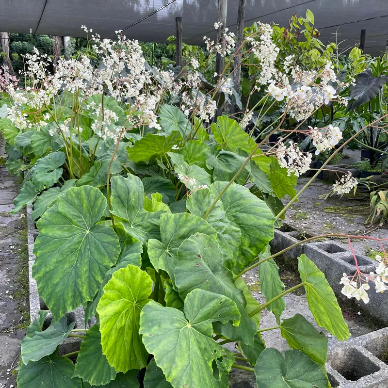 Begonia Popenoei