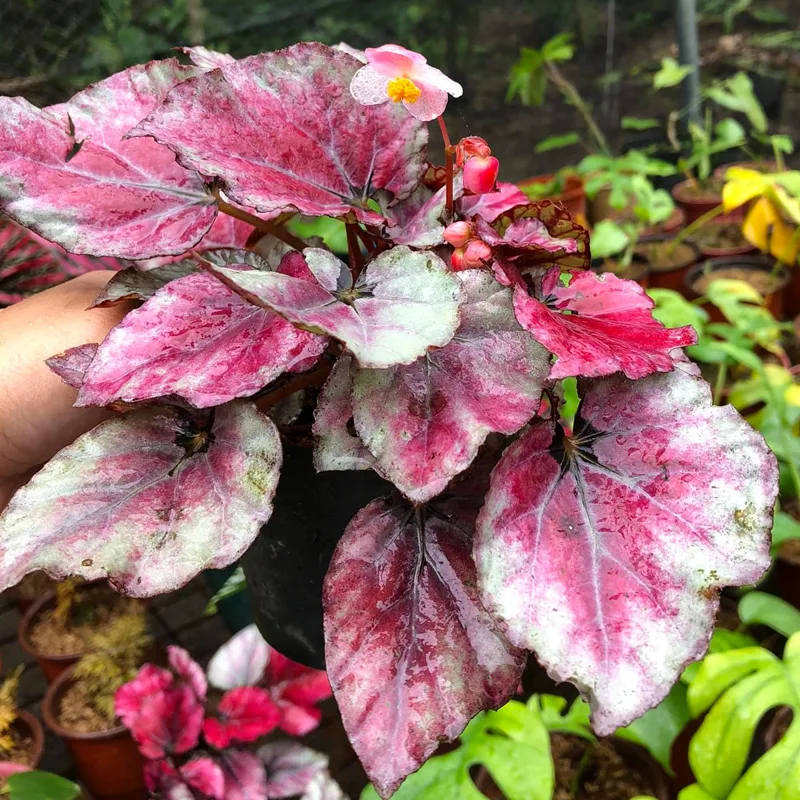 Plant FAQs: Begonia Red Bull