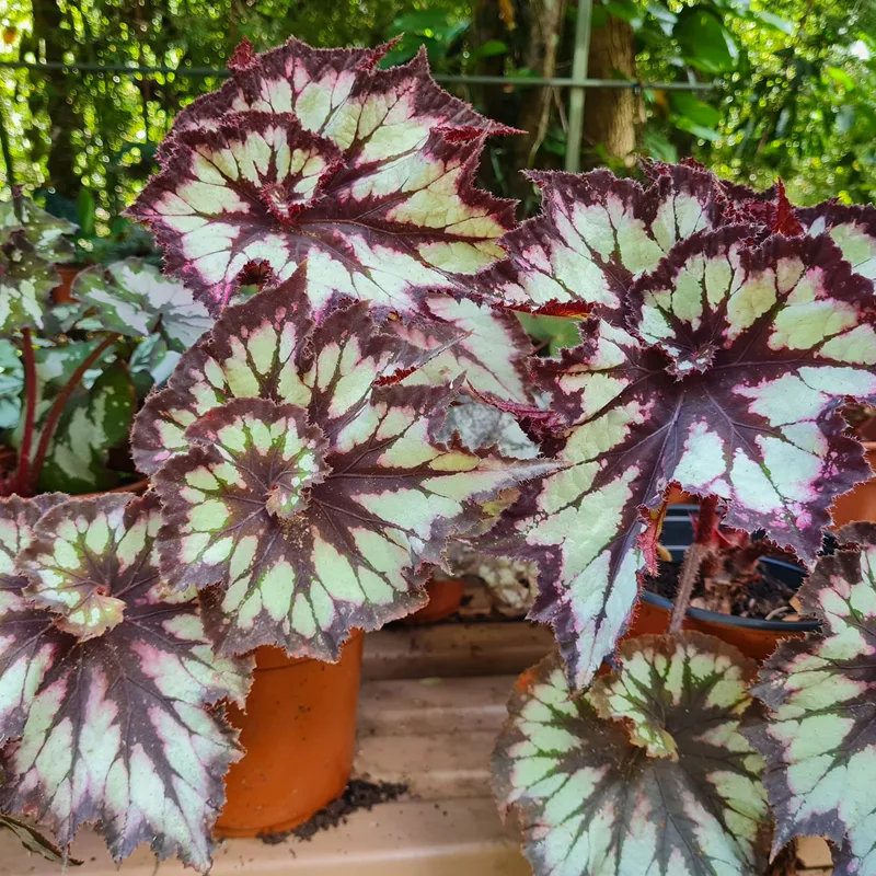 Plant FAQs: Begonia China Curl