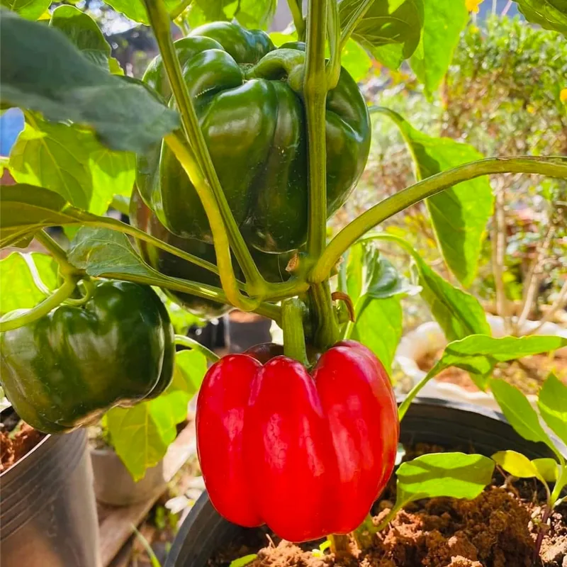 Bell Pepper