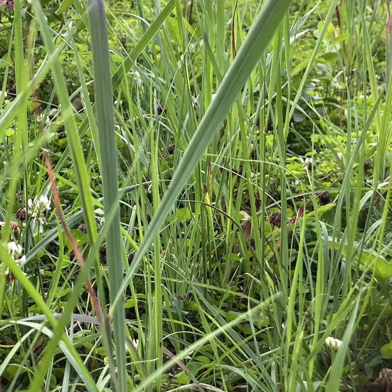 Big Bluestem