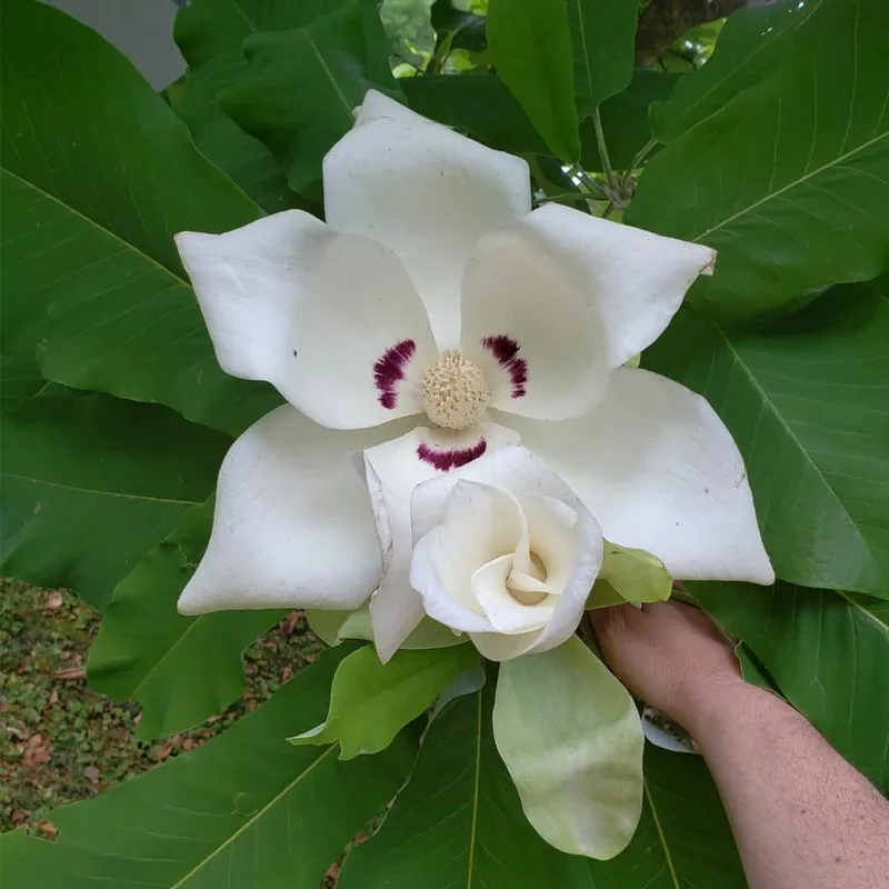 Bigleaf Magnolia