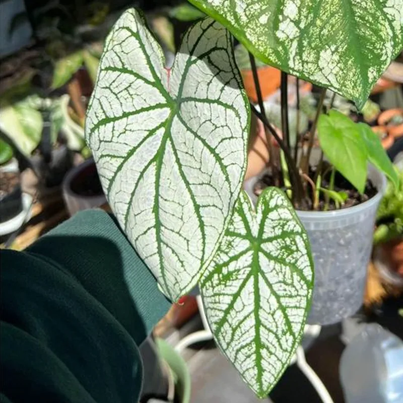 Caladium Candidum