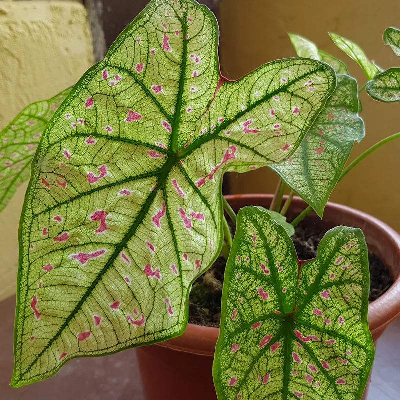 Caladium Cranberry Star