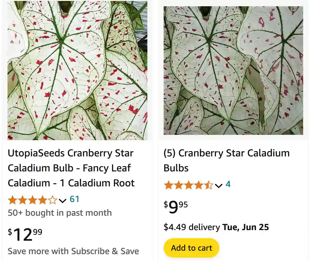 Caladium Cranberry Star | Monsteraholic