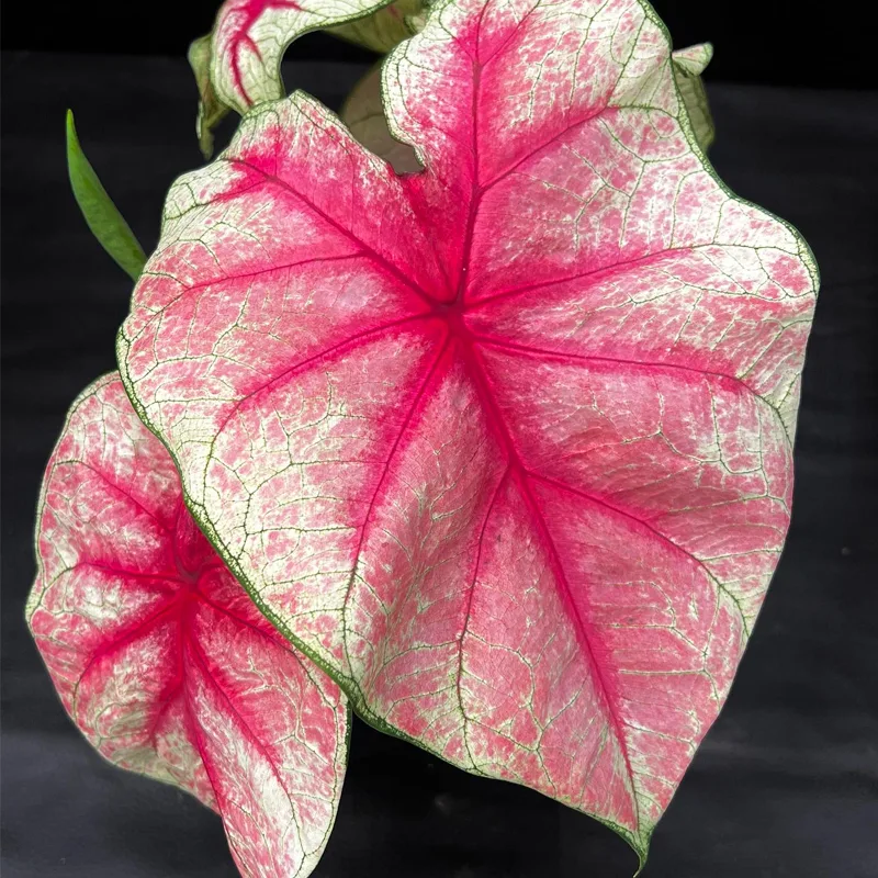 Caladium Fiesta