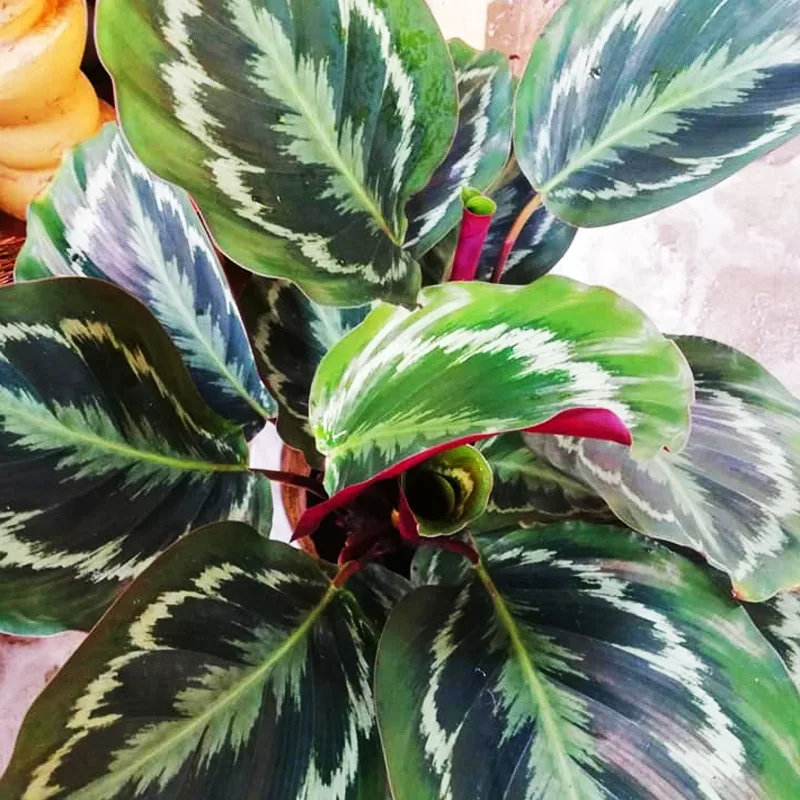 Calathea Medallion