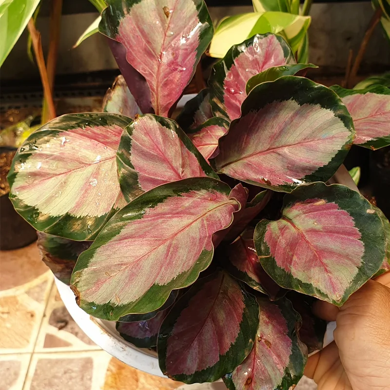 Calathea Roseopicta