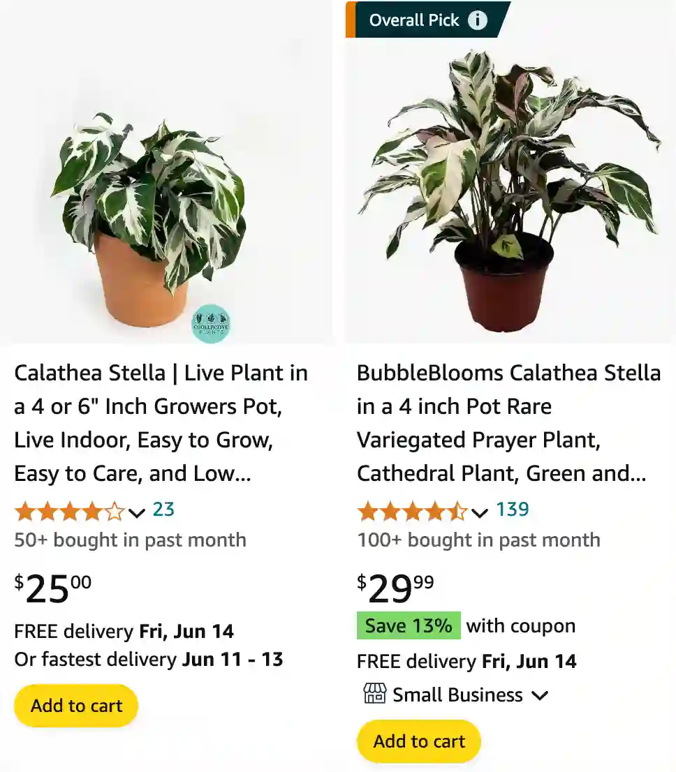 Calathea Stella | Monsteraholic